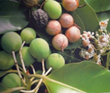 Carica l&#39;immagine nel visualizzatore di Gallery, Image 04: Tiki Solaire Tiki Savon Tamanu 130 Gr
